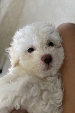 Bichon Havanese