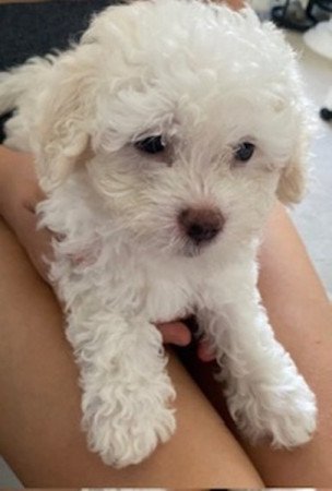 Bichon Havanese