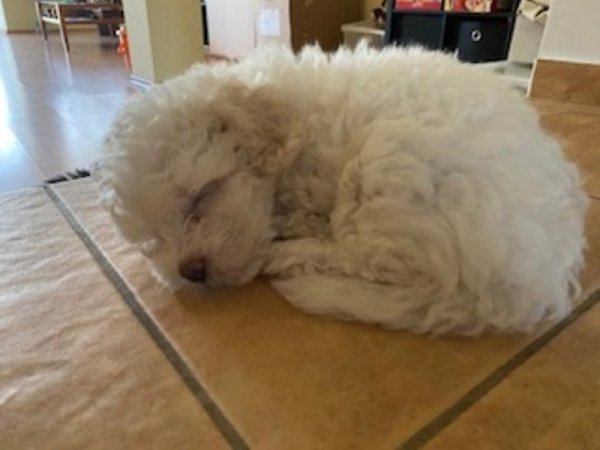 Bichon Havanese