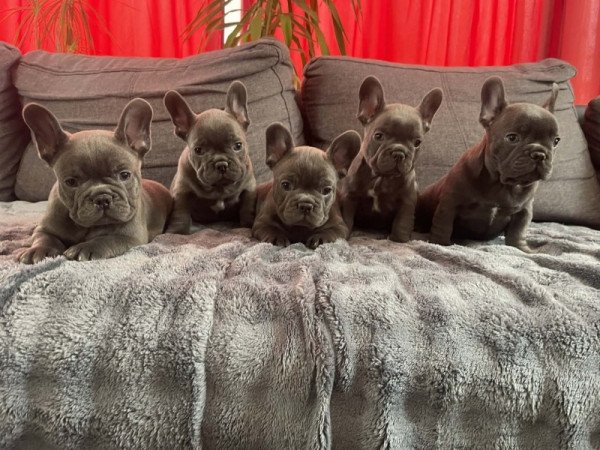 Francia bulldog