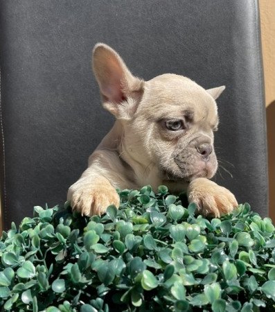 Francia bulldog