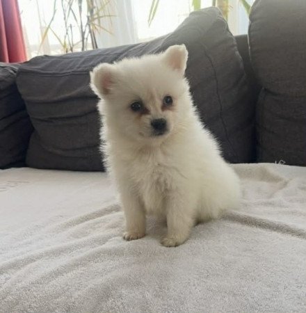 Pomerániai Törpe Spitz