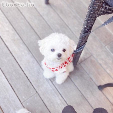 Máltai selyemkutyák kaphatók!