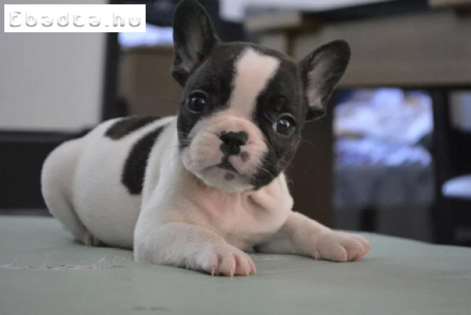 Kedves francia bulldog kölykök