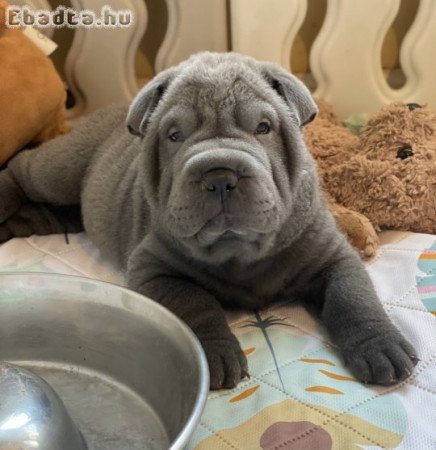 Sharpei kölykök örökbefogadásra