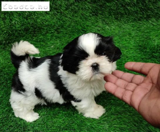Shih Tzu kölykök eladók