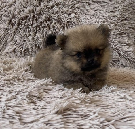 Pomerániai Törpe Spitz