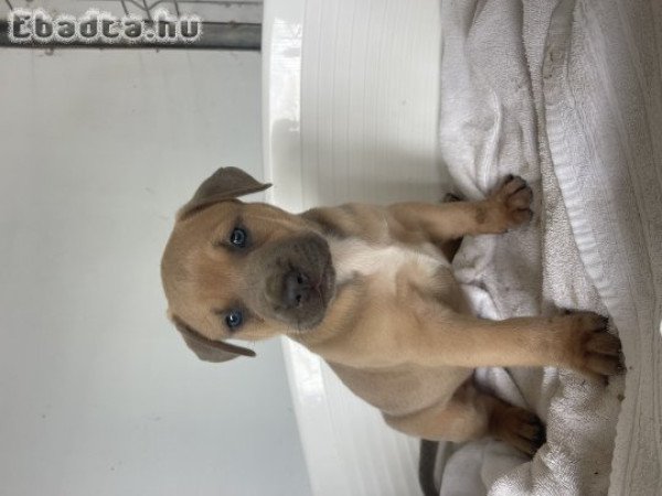American Bully