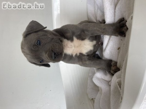 American Bully