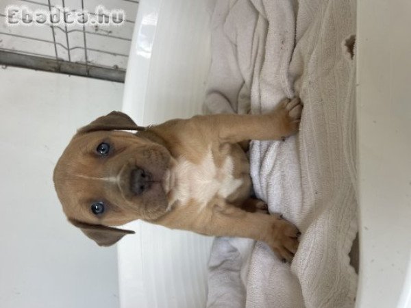 American Bully