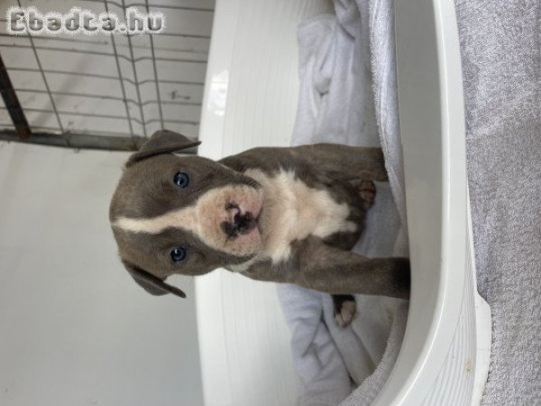 American Bully