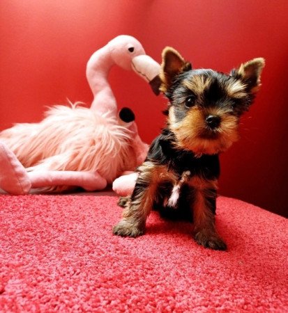 Yorkshire terrier