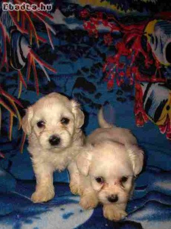 Maltese dogs