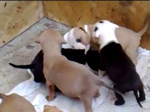 Staffordshire terrier