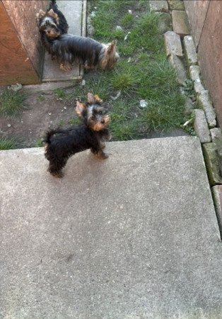 Yorkshire Terrier