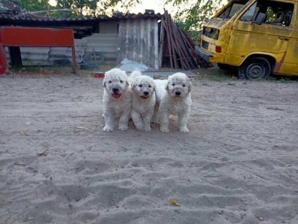 Komondor