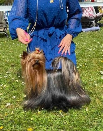 Yorkshire terrier
