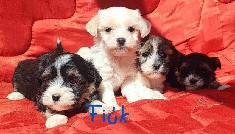 Bichon havanese