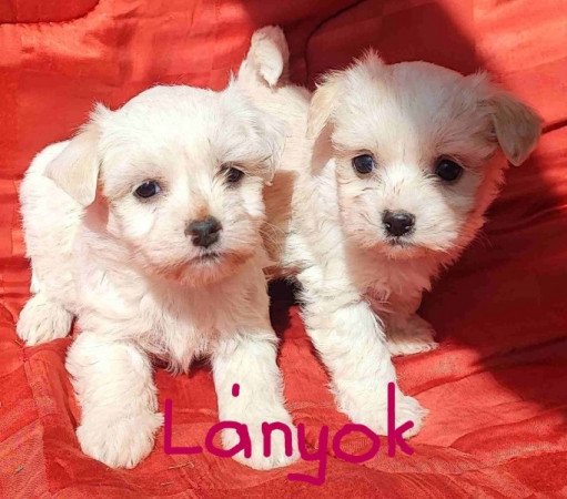 Bichon havanese