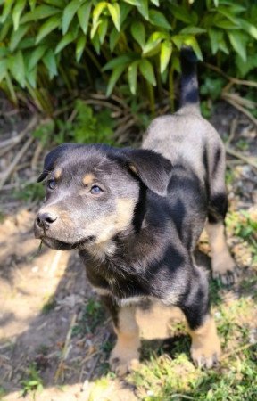 Husky - Rottweiler