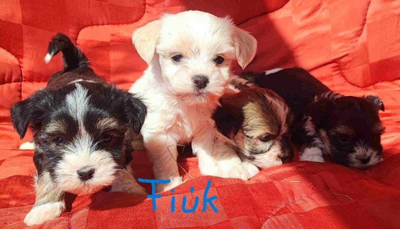 Bichon havanese