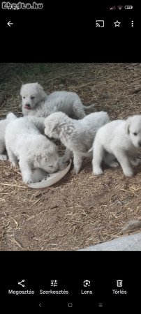 Kuvasz fajta jellegű kutyusok