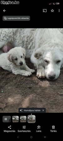 Kuvasz fajta jellegű kutyusok