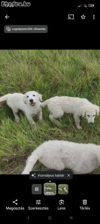 Kuvasz fajta jellegű kutyusok