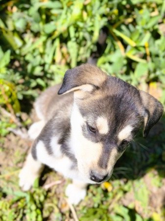 Husky - Rottweiler