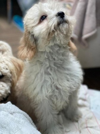 Maltipoo