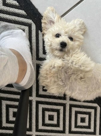 Maltipoo