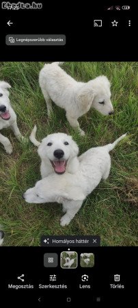 Kuvasz fajta jellegű kutyusok