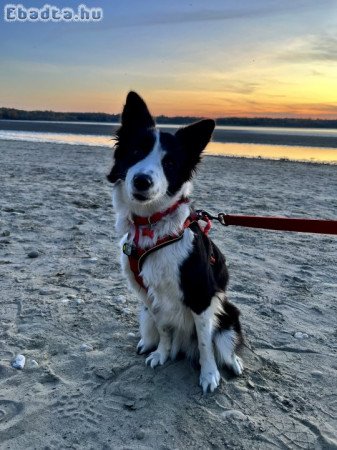 Border collie