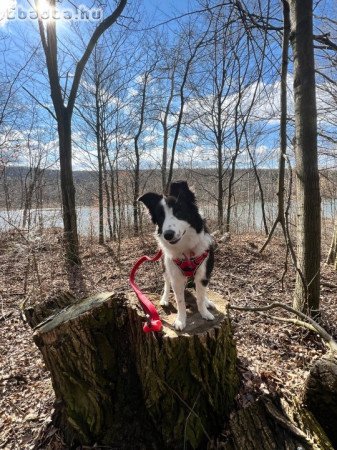 Border collie