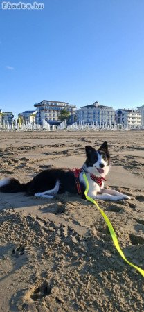 Border collie