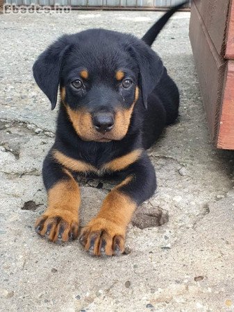 Rottweiler kiskutyák eladóak