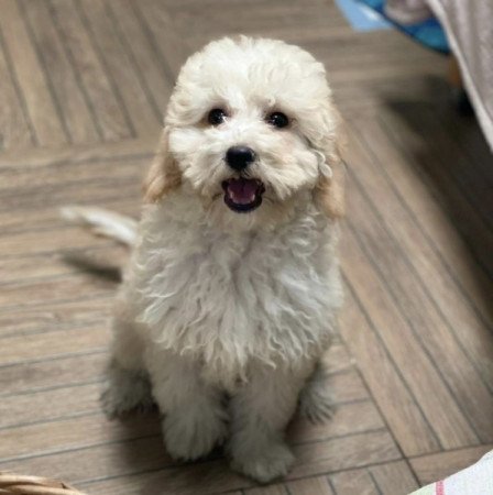 Maltipoo