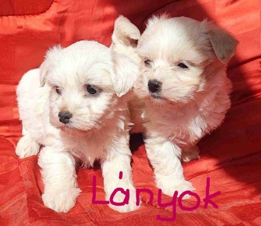 Bichon havanese