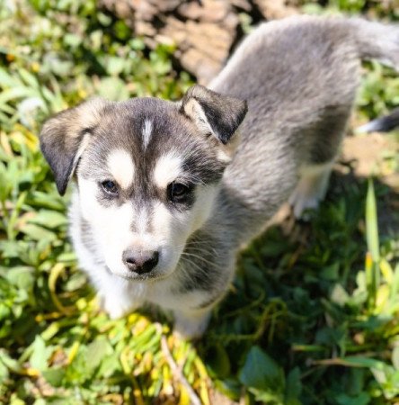 Husky - Rottweiler