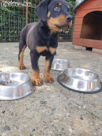 Rottweiler kiskutyák eladóak