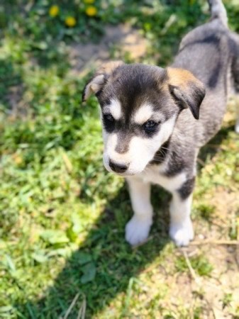 Husky - Rottweiler