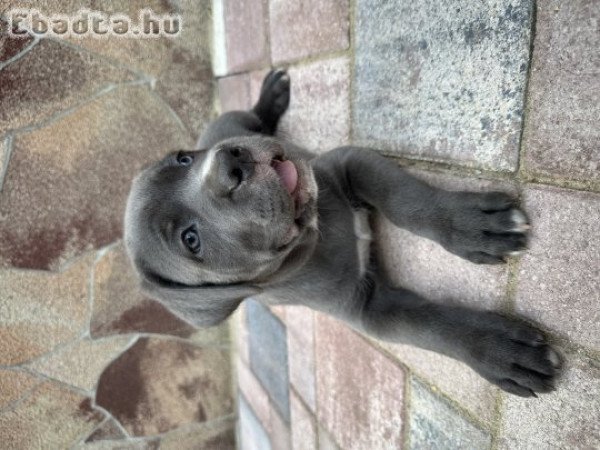 Cane Corso