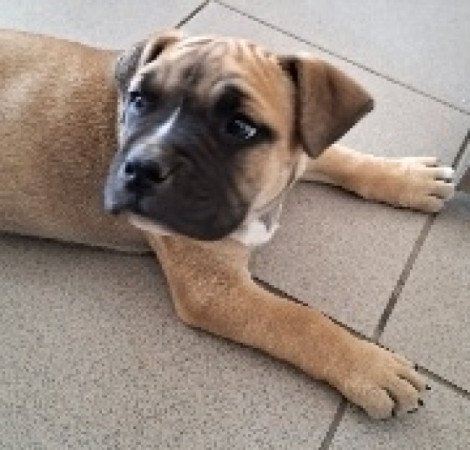 Amerikai staffordshire terrier