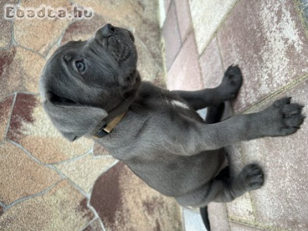 Cane Corso