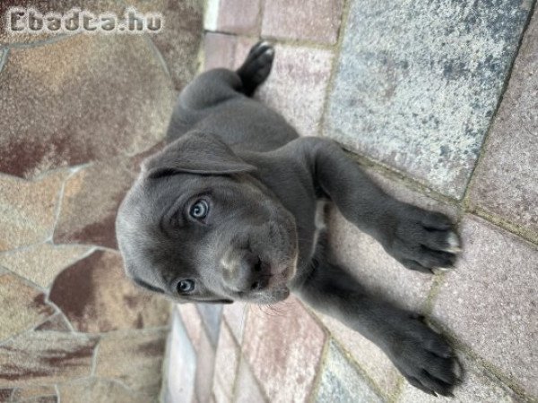 Cane Corso