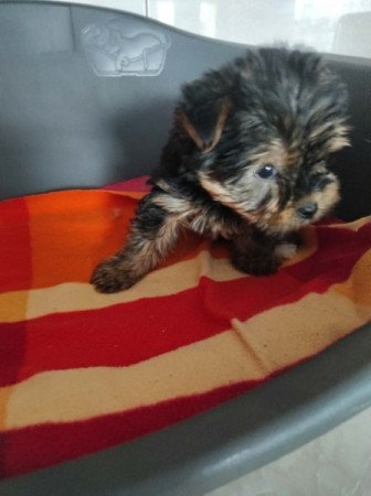 Yorkshire terrier