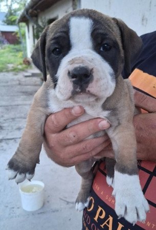 Amerikai staffordshire terrier