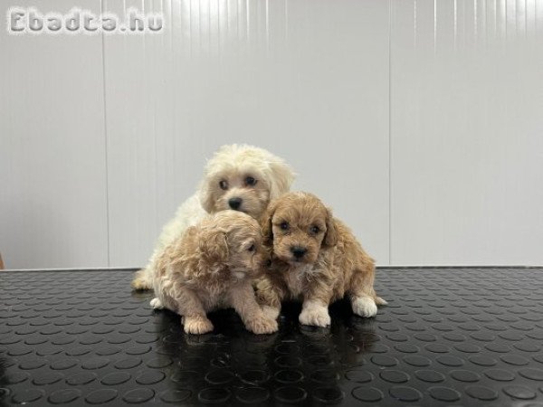 Maltipoo puppies