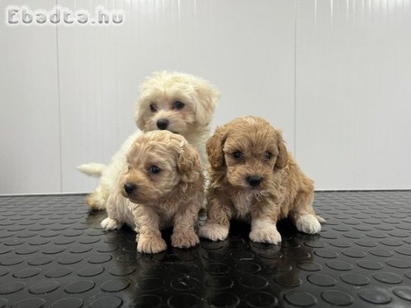 Maltipoo puppies