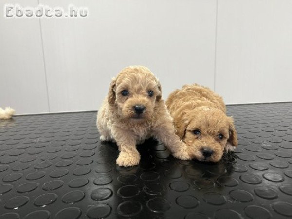 Maltipoo puppies